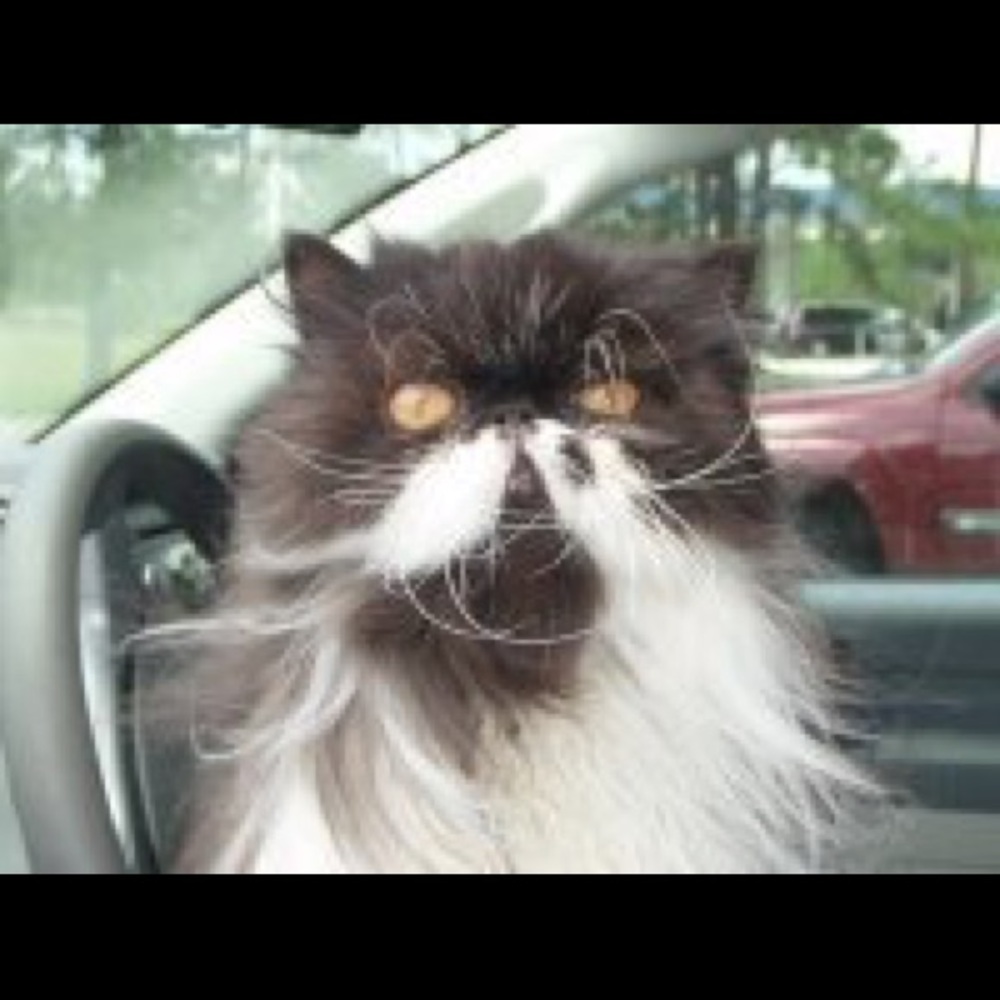 Meet your Posher, Gena